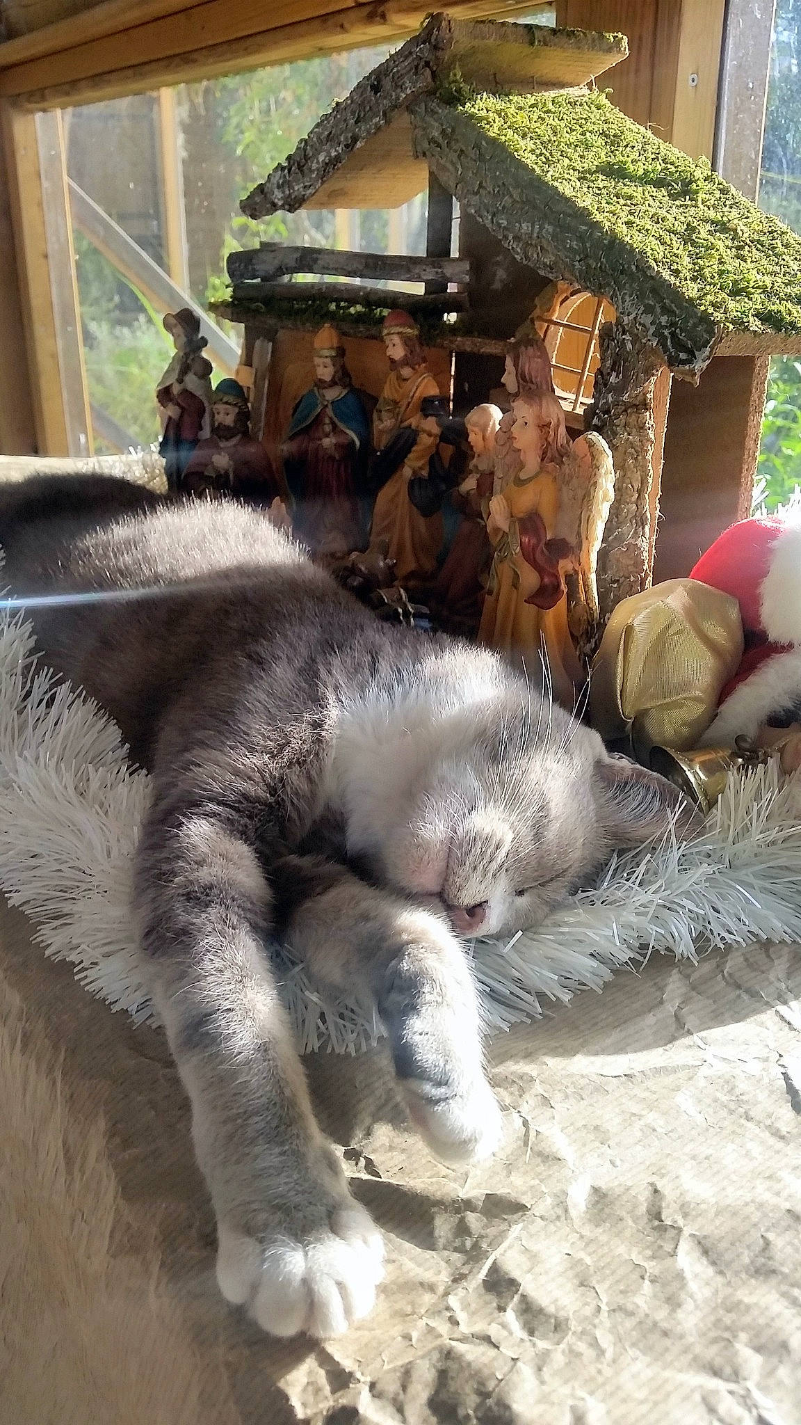 Cannelle participe au concours pour gagner de l'argent avec cette photo : fur, lawn_ornament, livestock, plant, terrestrial_animal, working_animal