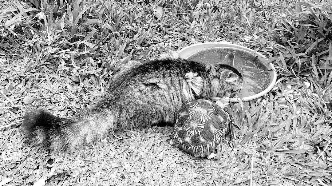 Java participe au concours pour gagner de l'argent avec cette photo : canidae, carnivore, cat, claw, domestic_short_haired_cat, event, felidae, grass, monochrome, monochrome_photography, organism, paw, small_to_medium_sized_cats, snout, soil, style, tail, terrestrial_animal, vertebrate, whiskers