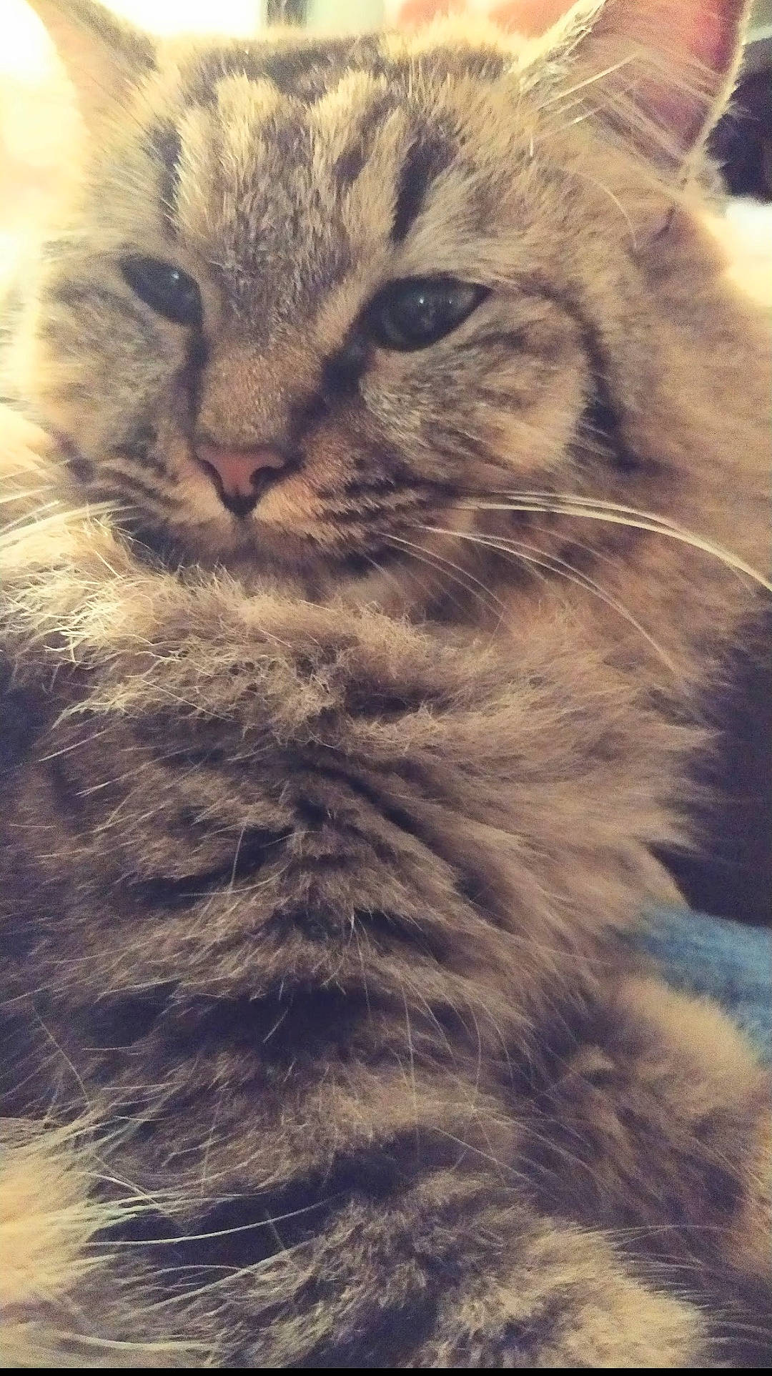 Java participe au concours pour gagner de l'argent avec cette photo : carnivore, cat, claw, close_up, cloud, domestic_short_haired_cat, felidae, fur, grey, iris, paw, sky, small_to_medium_sized_cats, snout, terrestrial_animal, whiskers, wildlife