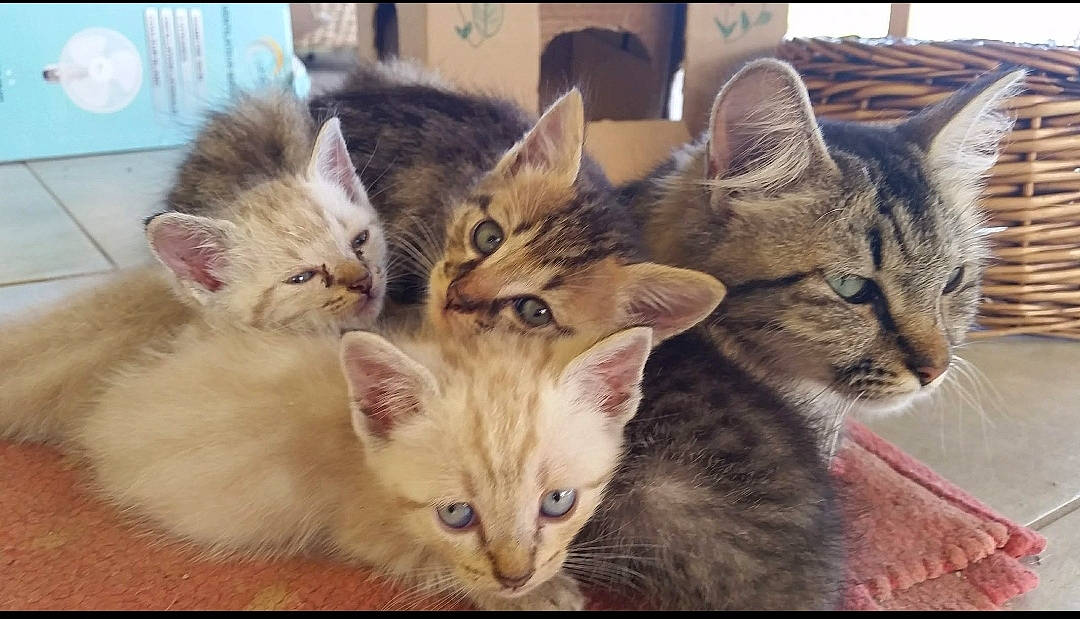 Java a rejoint le concours — aidez-le/la à gagner de superbes lots ! carnivore, cat, claw, domestic_short_haired_cat, fawn, felidae, fur, iris, paw, photo_caption, small_to_medium_sized_cats, snapshot, snout, tail, whiskers