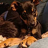 puppy, dog, black_and_tan, paw, fur, cute, pet, animal, indoors, closeup, soft, relaxed, young, collar, ears, face, eyes, snout, couch, blanket