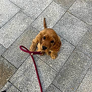 Bucky participe au concours pour gagner de l'argent avec cette photo : puppy, dog, leash, brown, cute, pet, animal, floor, stone_tiles, outdoor, waiting, looking_up, small, fur, ears, tail, playful, companion, young, adorable