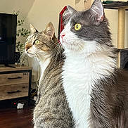 Winito participe au concours pour gagner de l'argent avec cette photo : cat, feline, indoor, pets, tabby_cat, grey_white_cat, fur, whiskers, eyes, sitting, domestic_animal, curious, close_up, houseplant, furniture, wood_floor, television, cozy, companions, portrait