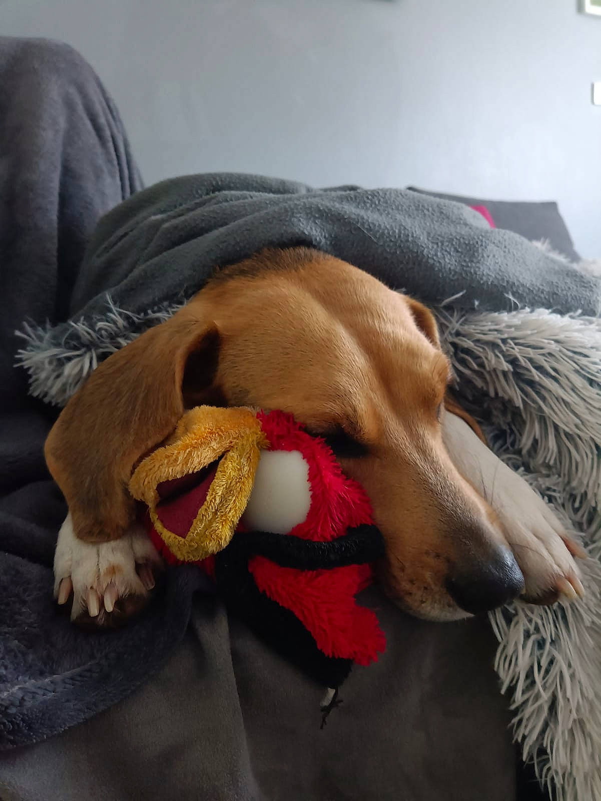 Filou a rejoint le concours — aidez-le/la à gagner de superbes lots ! bed, canidae, carnivore, collar, comfort, companion_dog, dog, dog_bed, dog_breed, dog_supply, fawn, fur, hound, linens, paw, pet_supply, snout, sporting_group, whiskers, working_animal