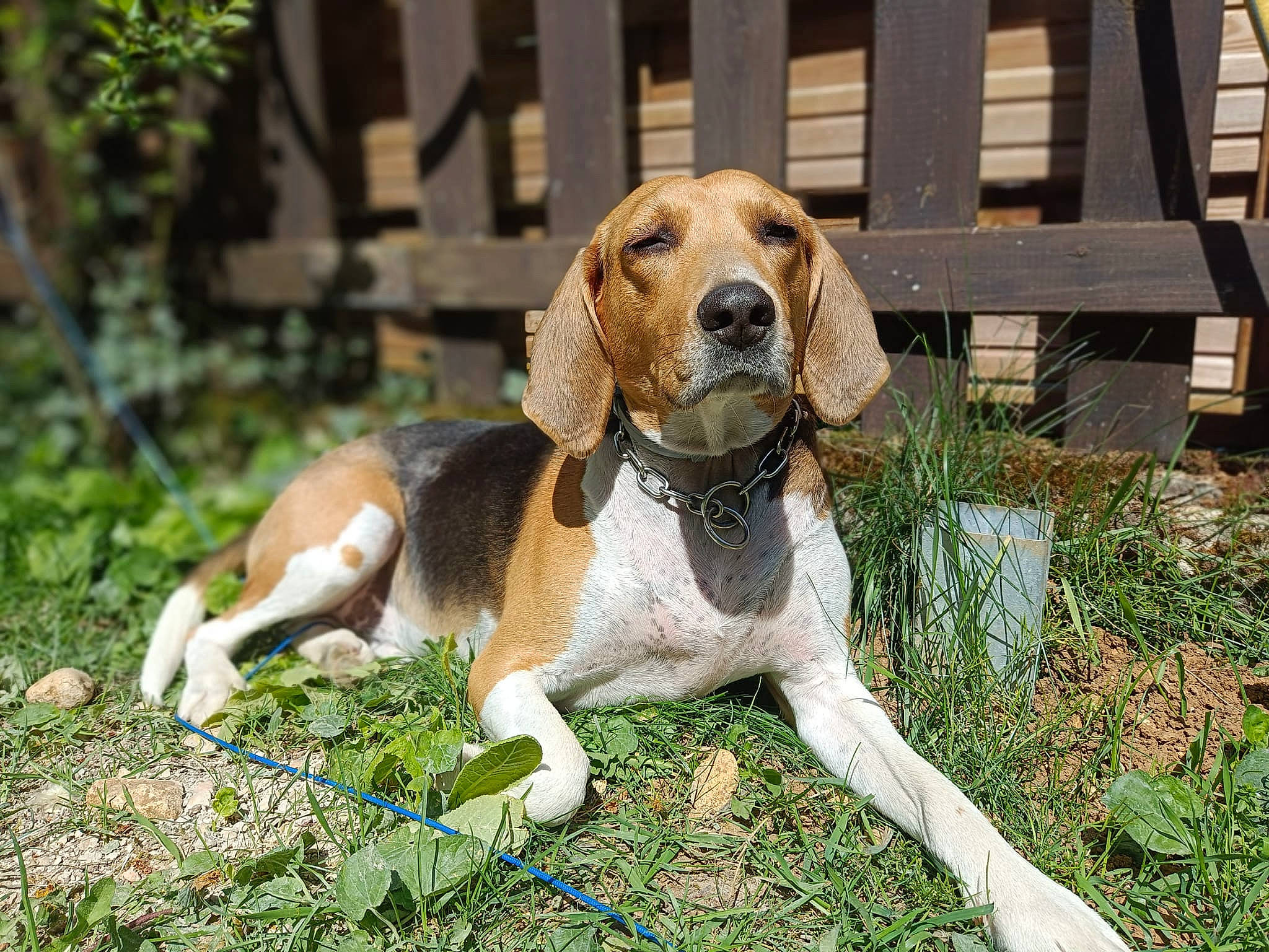 Filou a rejoint le concours — aidez-le/la à gagner de superbes lots ! carnivore, companion_dog, dog, dog_breed, fawn, fence, grass, gun_dog, hound, hunting_dog, plant, scent_hound, sporting_group, terrestrial_animal