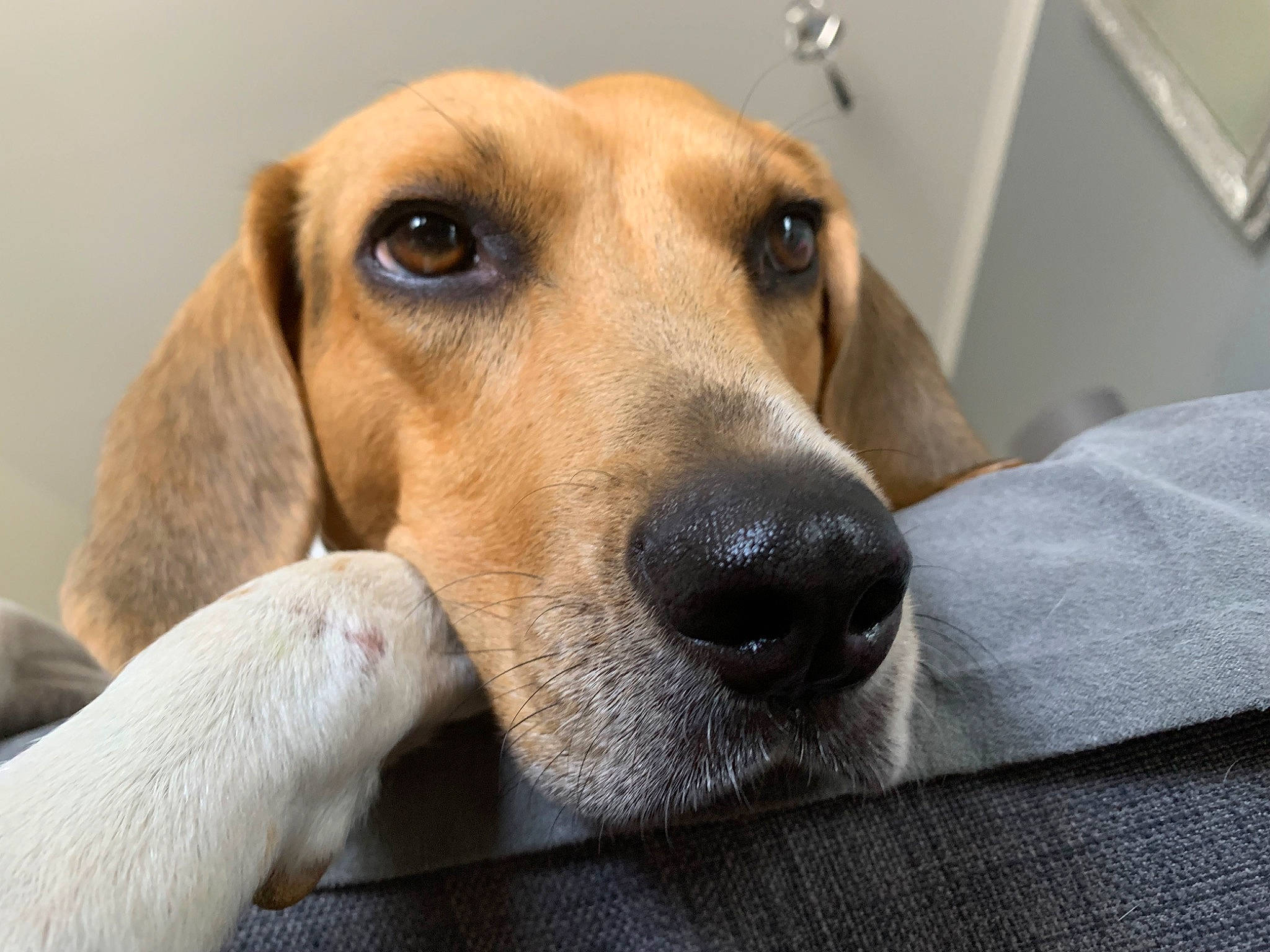 Filou participe au concours pour gagner de l'argent avec cette photo : beagle, canidae, carnivore, comfort, companion_dog, dog, dog_breed, dog_supply, ear, fawn, fur, hound, hunting_dog, paw, pet_supply, scent_hound, snout, sporting_group, whiskers, working_animal
