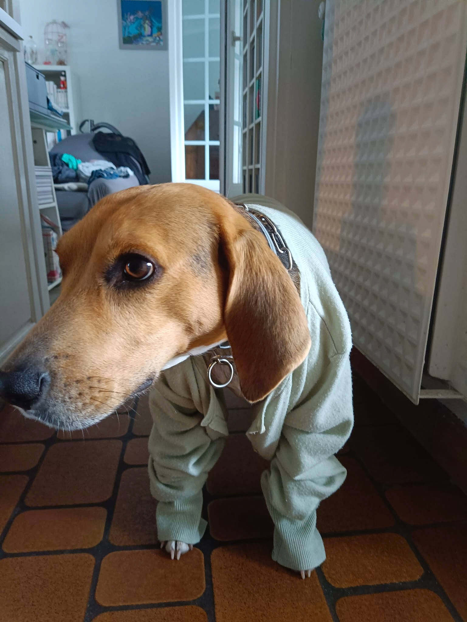 Filou a rejoint le concours — aidez-le/la à gagner de superbes lots ! cabinetry, carnivore, collar, companion_dog, dog, dog_breed, dog_supply, door, fawn, flooring, home_appliance, hound, hunting_dog, liver, pet_supply, sporting_group, whiskers, working_animal