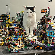 Temmie is registered to the contest to win money with this photo: cat, lego, toy, miniature, city, building, vehicle, table, indoor, white_wall, black_and_white_cat, animal, pet, figure, play, construction, scene, colorful, decor, curious