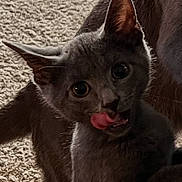 Kitkat is registered to the contest to win money with this photo: cat, gray_cat, licking, curious, carpet, indoor, close_up, pet, animal, feline, whiskers, ears, fur, playful, looking, tongue, domestic_cat, cute, young_cat, texture