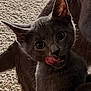 cat, gray_cat, licking, curious, carpet, indoor, close_up, pet, animal, feline, whiskers, ears, fur, playful, looking, tongue, domestic_cat, cute, young_cat, texture