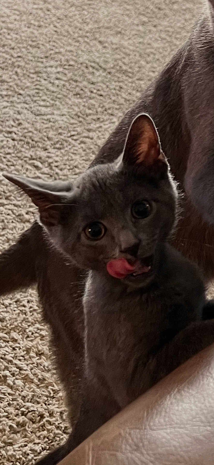 Kitkat