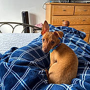 Taco is registered to the contest to win money with this photo: bed, bedroom, blanket, blue_collar, comfortable, cozy, curled_up, cute, dog, dresser, ears, furniture, indoors, looking_back, pet, puppy, resting, tan, television, wood