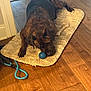 dog, mat, blue_ball, chew_bone, leash, wooden_floor, indoor, pet, brown_dog, resting, toy, home, flooring, animal, playful, domestic, canine, relaxed, carpet, doorway