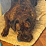 dog, brindle, pet, indoor, rug, toy, bone, ball, floor, looking_up, animal, canine, resting, cozy, brown, ears, cute, paw, household, companion