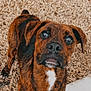 dog, brindle, pet, animal, outdoor, grass, sidewalk, brown, white_patch, ears, nose, eyes, fur, curious, standing, paw, canine, mammal, companion, cute
