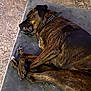 dog, brindle, sleeping, mat, floor, tile, collar, pet, resting, indoor, animal, paw, napping, fur, canine, relaxed, toy, comfort, closeup, household