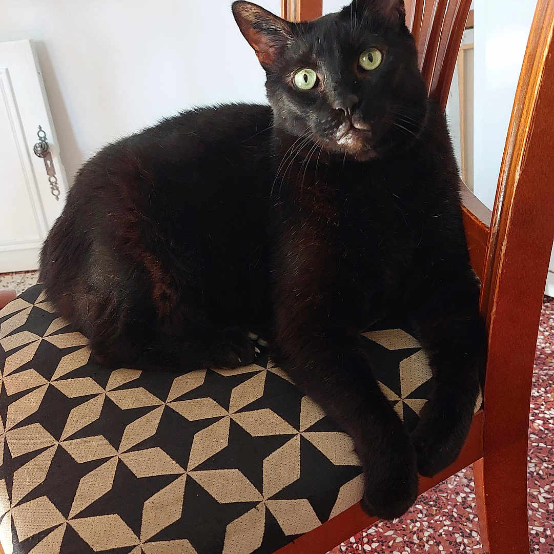 Fripouille participe au concours pour gagner de l'argent avec cette photo : abyssinian, animal, armchair, barstool, blackcat, cat, chair, couch, cushion, furniture, homedecor, kitten, manx, pet, wood