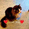 animal, cat, colorful_filter, curious, cute, domestic, feline, floor, fluffy, fur, heart, indoor, looking_up, love_message, pet, shadow, sitting, table_leg, text_overlay, whiskers