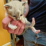 animal, cat, claws, cute, domestic, feline, fur, hand, holding, indoor, jeans, kitten, paw, person, pet, shirt, small_animal, tattoo, yellow_wall, young