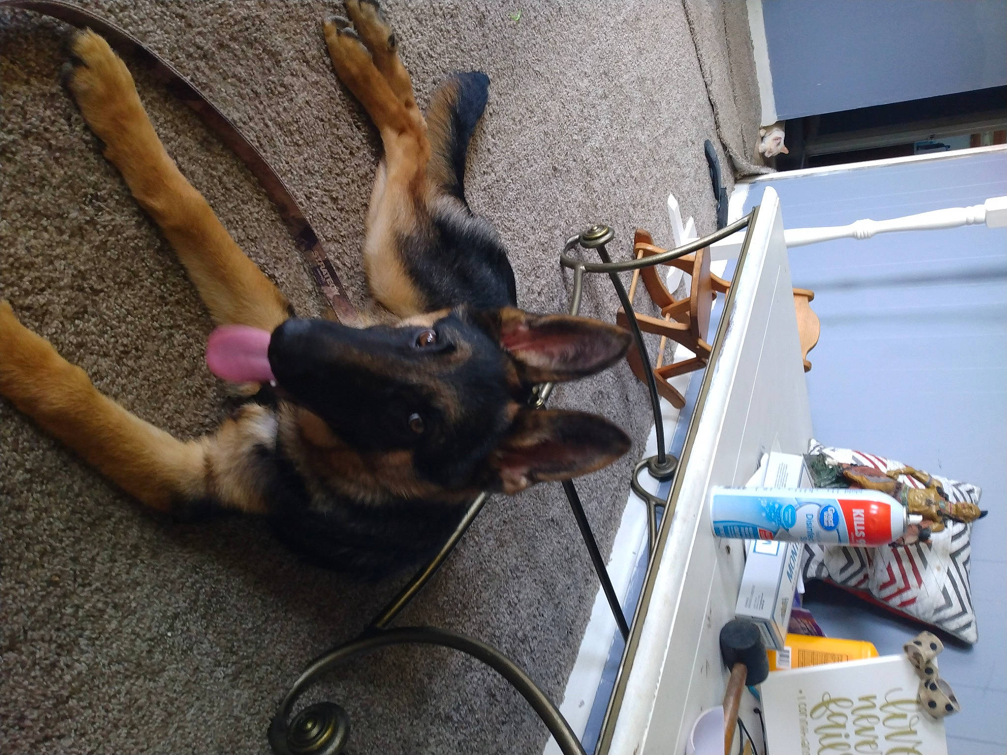 Kain joined the competition — help win amazing prizes! canidae, carnivore, collar, companion_dog, dobermann, dog, dog_breed, electrical_supply, electrical_wiring, engineering, fawn, gas, guard_dog, leash, pet_supply, snout, sporting_group, tail, wire, working_animal