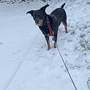 Snoopy participe au concours pour gagner de l'argent avec cette photo : dog, snow, leash, outdoor, winter, black_dog, tan_markings, fur, grass, bushes, cold, animal, pet, standing, alert, nature, daylight, snowflakes, frozen, canine