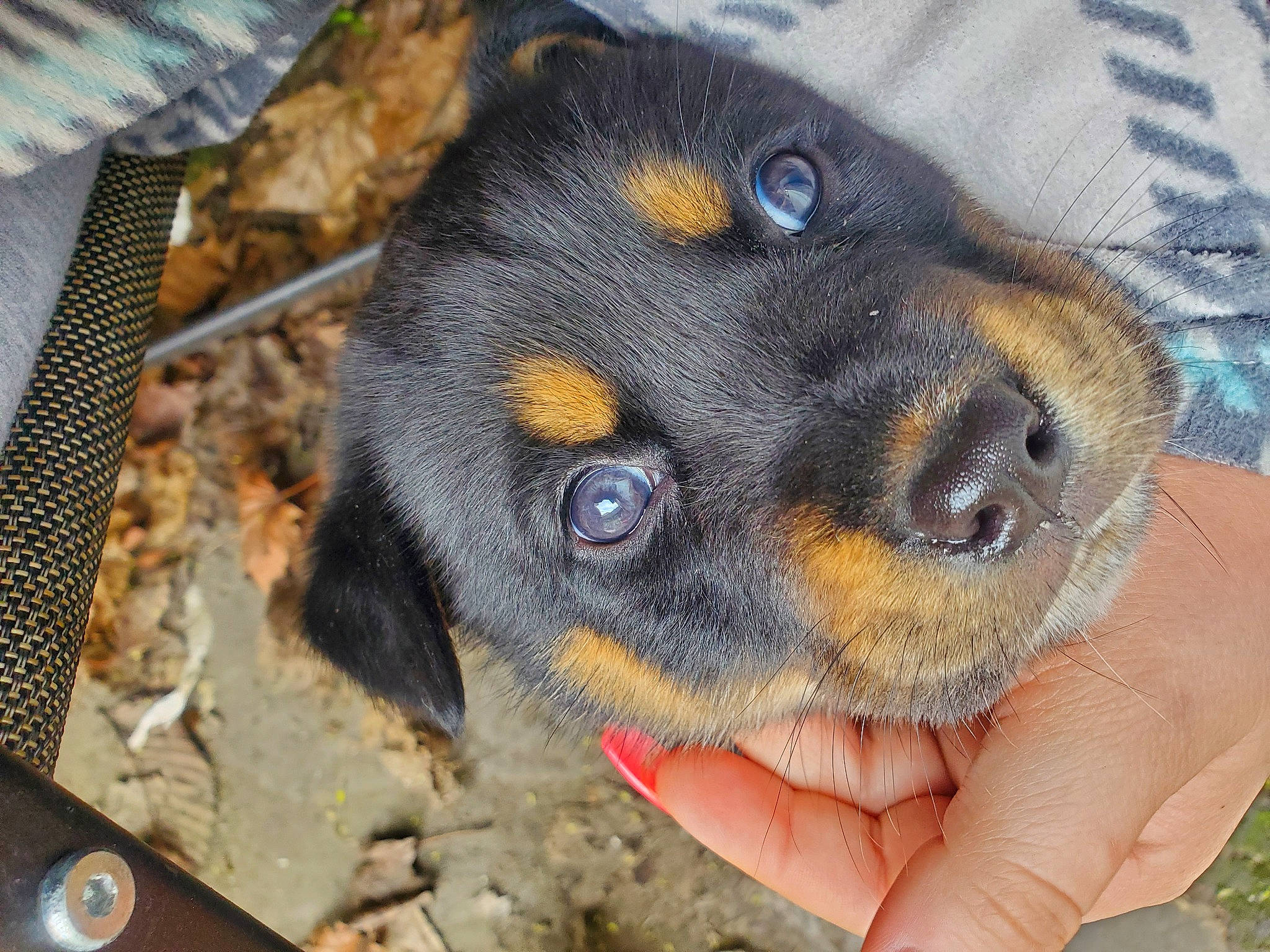 Mochi joined the competition — help win amazing prizes! austrian_black_and_tan_hound, canidae, carnivore, companion_dog, dog, dog_breed, fawn, fur, guard_dog, hound, hunting_dog, nail, paw, pinscher, puppy, sporting_group, toy_dog, whiskers, working_animal, working_dog