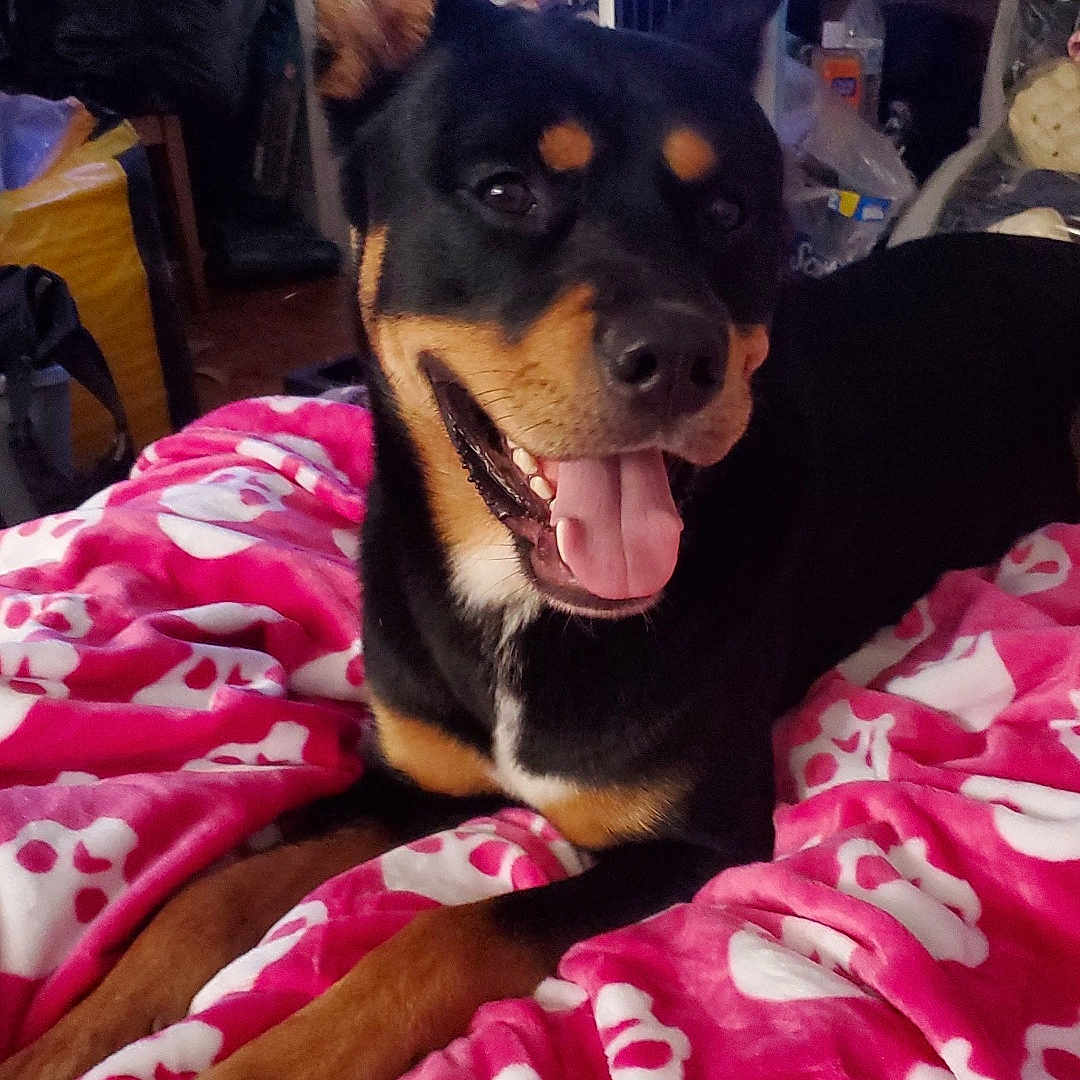 Mochi joined the competition — help win amazing prizes! adult, animal, bed, bedroom, blanket, canine, computer, computerhardware, dog, electronics, furniture, hardware, male, man, monitor, person, pet, puppy, screen, tv