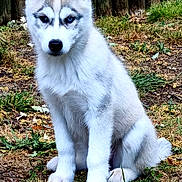 Shadow participe au concours pour gagner de l'argent avec cette photo : husky, puppy, dog, sitting, grass, outdoor, fur, animal, pet, young, nature, ears, eyes, heterochromia, cute, canine, muzzle, tail, wooden_fence, garden