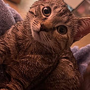 Luna joined the competition — help win amazing prizes! bedding, blanket, cat, close_up, cozy, curious, domestic_animal, drawer, ears, floor, fur, furniture, indoor, living_space, pet, portrait, tabby_cat, towel, whiskers, wide_eyes