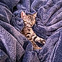 Luna is registered to the contest to win money with this photo: bed, blanket, cat, close_up, cozy, ears, fur, indoors, kitten, nap, paws, plush, portrait, relaxed, sleeping, snuggled, soft_texture, tabby_cat, warm, whiskers