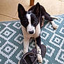 Vicky participe au concours pour gagner de l'argent avec cette photo : puppy, dog, black_and_white, shoe, sneaker, paw, rug, patterned_rug, floor, tile_floor, indoor, wooden_chair, pet, animal, cute, young_dog, looking_up, ears_up, resting, domestic