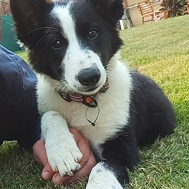 Vicky a rejoint le concours — aidez-le/la à gagner de superbes lots ! animal, backyard, black_and_white, collar, cute, dog, ears, face, fur, garden, grass, hand, human, lying_down, nature, outdoor, paw, pet, puppy, young_dog