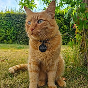 Cooky participe au concours pour gagner de l'argent avec cette photo : cat, orange_tabby, pet, animal, grass, tree, outdoor, nature, collar, tag, fur, whiskers, ears, sitting, daylight, greenery, background_blur, alert, closeup, portrait