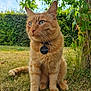 cat, orange_tabby, pet, animal, grass, tree, outdoor, nature, collar, tag, fur, whiskers, ears, sitting, daylight, greenery, background_blur, alert, closeup, portrait