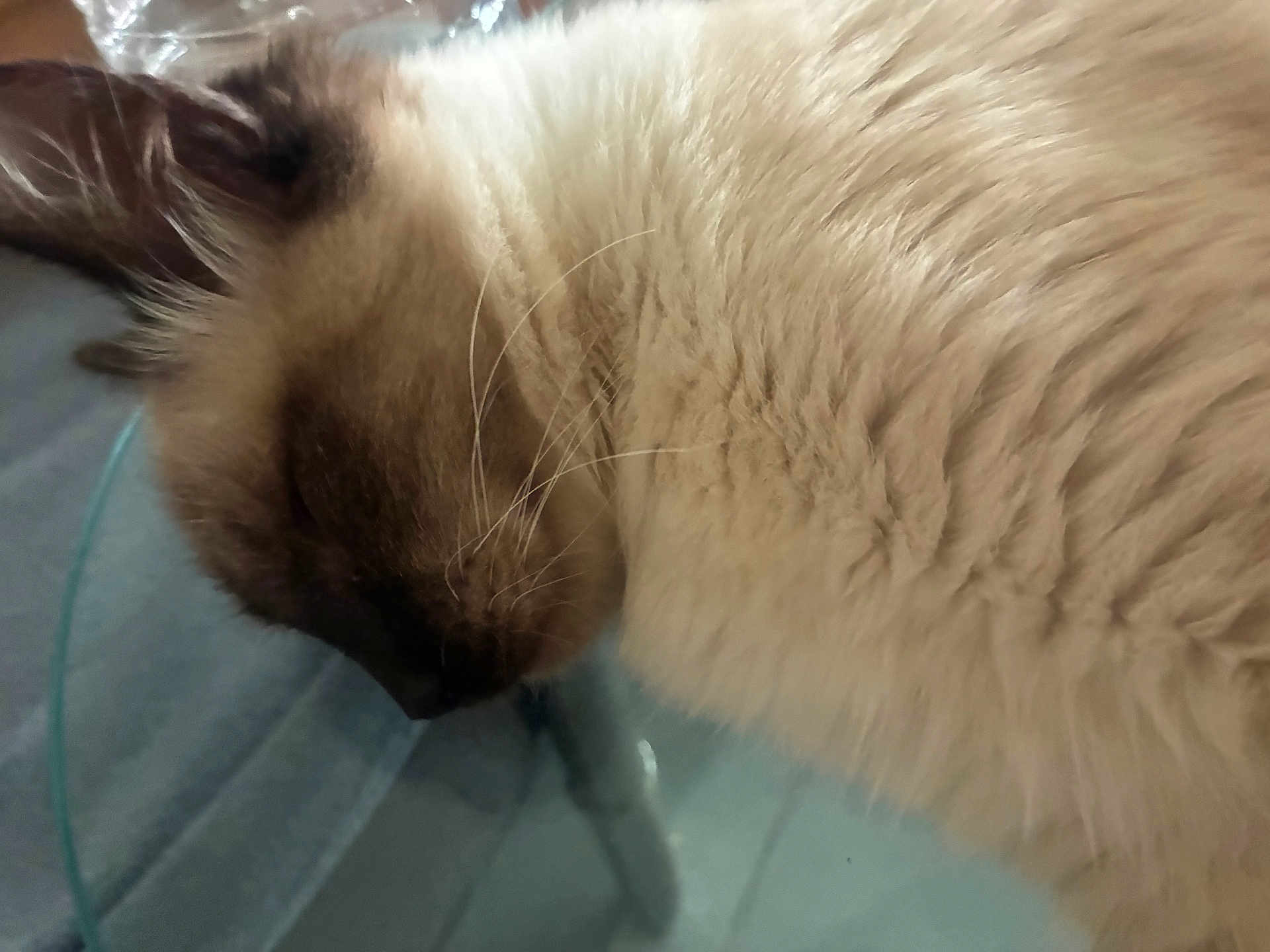 Miaous