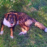 Whoopie is registered to the contest to win money with this photo: dog, grass, outdoor, sunlight, pet, animal, canine, happy, relaxed, nature, fur, laying_down, summer, daylight, mammal, friendly, garden, playful, domestic_animal, brown