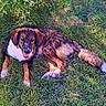 dog, grass, outdoor, sunlight, pet, animal, canine, happy, relaxed, nature, fur, laying_down, summer, daylight, mammal, friendly, garden, playful, domestic_animal, brown