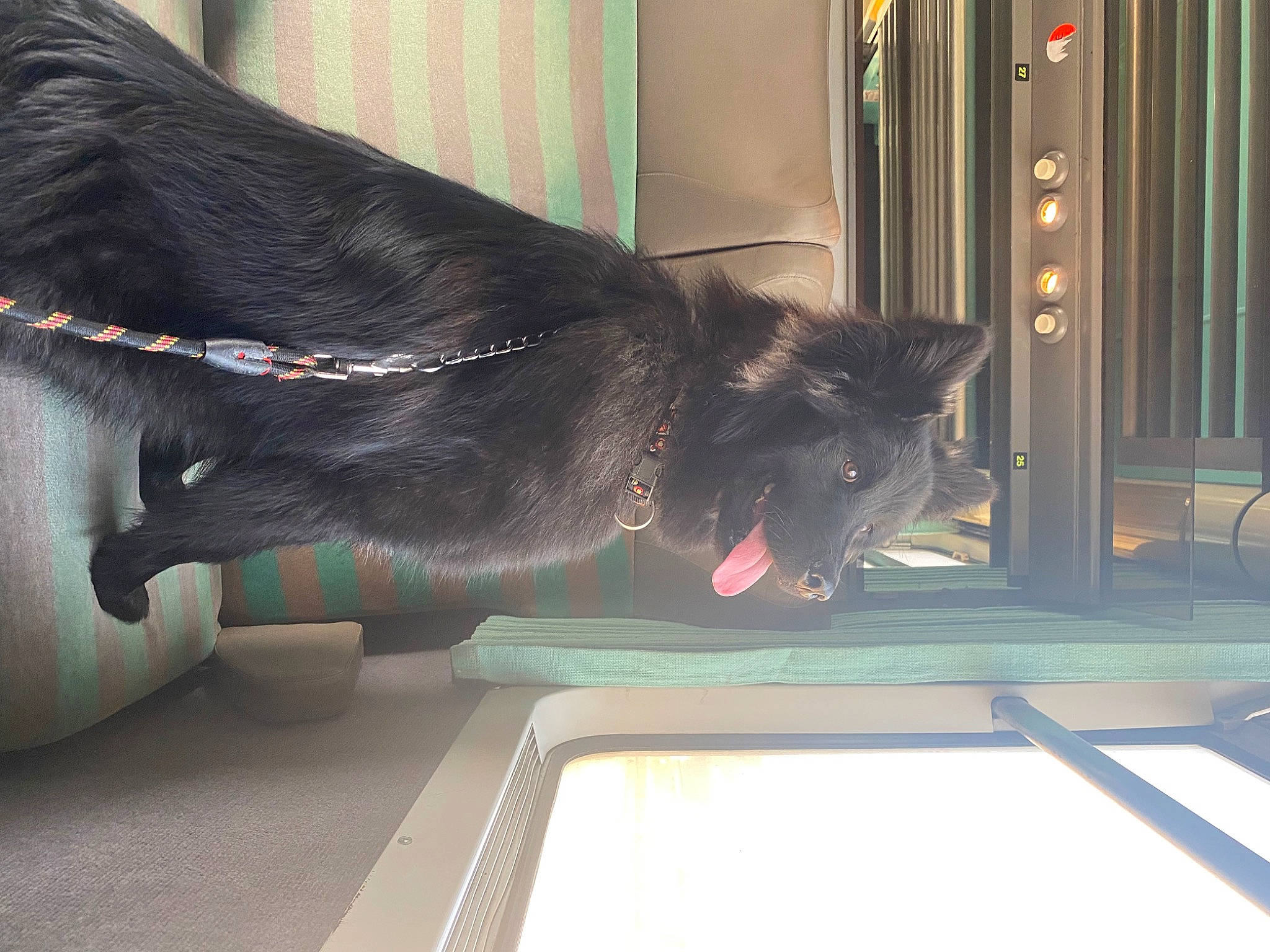 Aika participe au concours pour gagner de l'argent avec cette photo : black_cat, canidae, carmine, carnivore, comfort, dog, dog_breed, door, felidae, fur, guard_dog, liver, room, small_to_medium_sized_cats, snout, sporting_group, tail, whiskers, window, working_animal