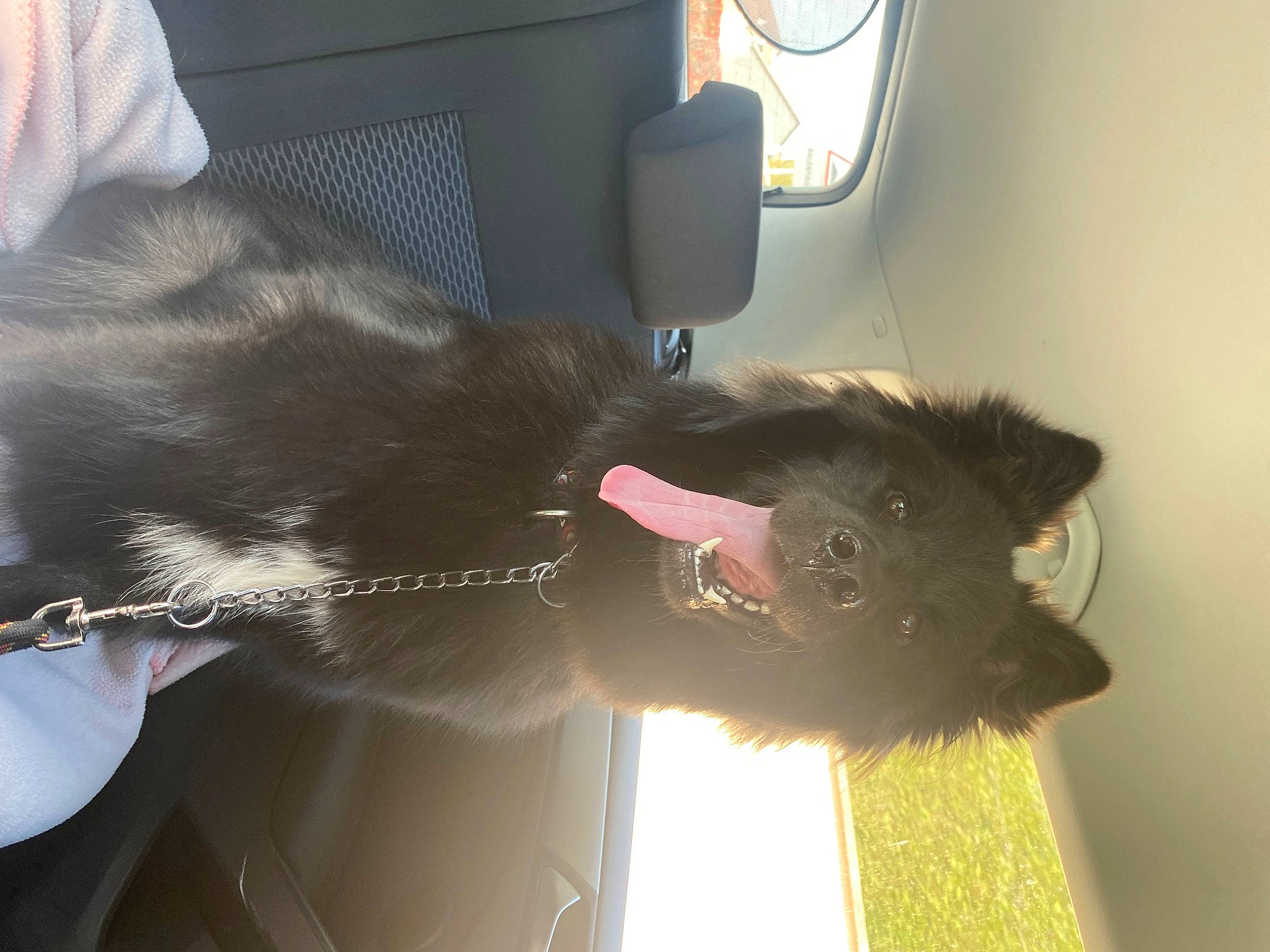 Aika participe au concours pour gagner de l'argent avec cette photo : black_cat, canidae, carnivore, cat, comfort, companion_dog, dog_breed, ear, felidae, fur, gesture, mammal, small_to_medium_sized_cats, snout, sporting_group, tail, vehicle, vehicle_door, vertebrate, whiskers