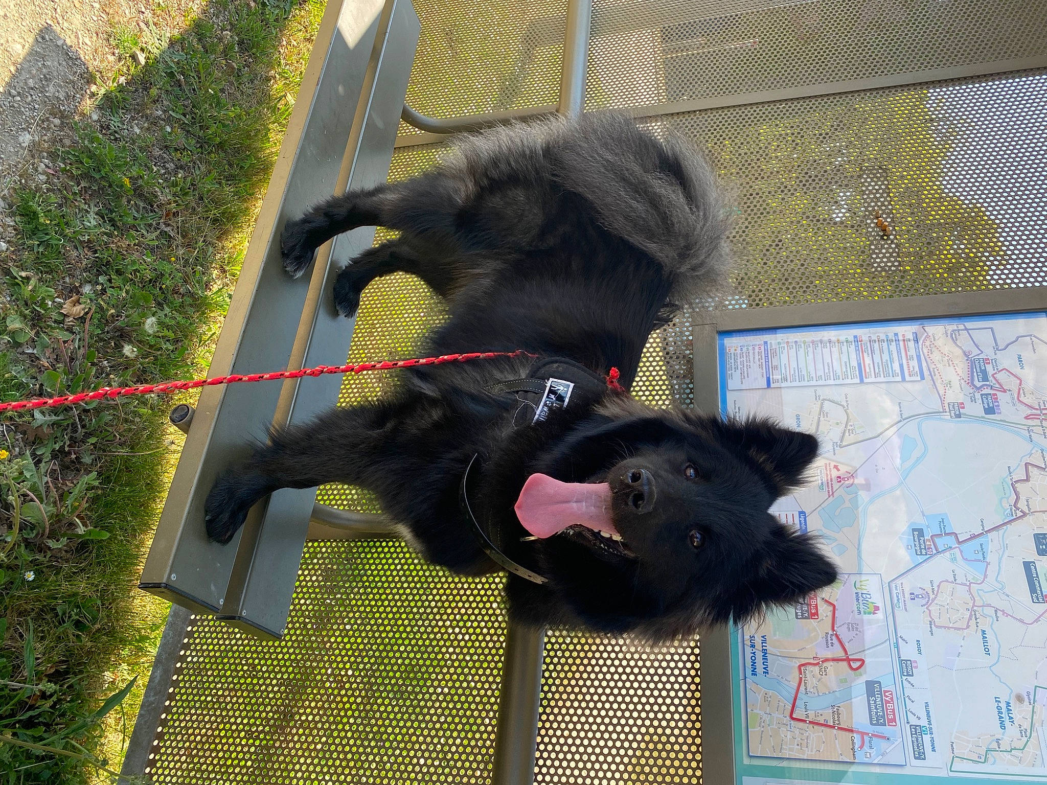 Aika participe au concours pour gagner de l'argent avec cette photo : black_cat, canidae, carnivore, collar, companion_dog, dog, dog_breed, dog_supply, fur, grass, handwriting, mammal, non_sporting_group, pet_supply, plant, sporting_group, tail, terrestrial_animal, vertebrate, working_animal