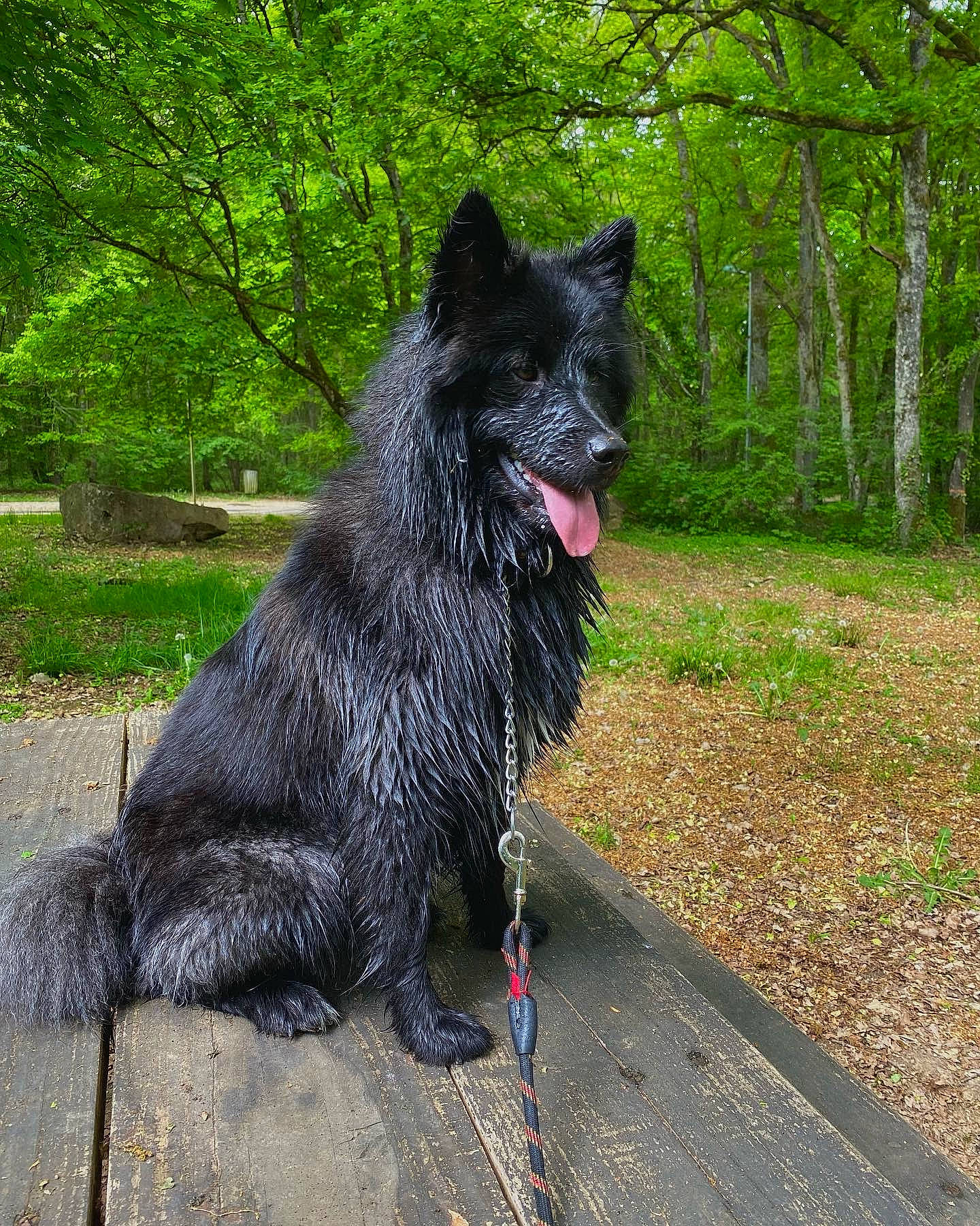 Aika a rejoint le concours — aidez-le/la à gagner de superbes lots ! canidae, carnivore, collar, companion_dog, dog, dog_breed, dog_collar, fur, grass, mudi, non_sporting_group, plant, snout, sporting_group, tail, terrestrial_animal, tree, working_animal, working_dog