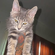 Dyce joined the competition — help win amazing prizes! cat, kitten, gray_tabby, tattoo, arm, indoor, pet, animal, feline, fur, whiskers, ears, claws, paw, close_up, portrait, looking_down, curtains, shadow, dim_light