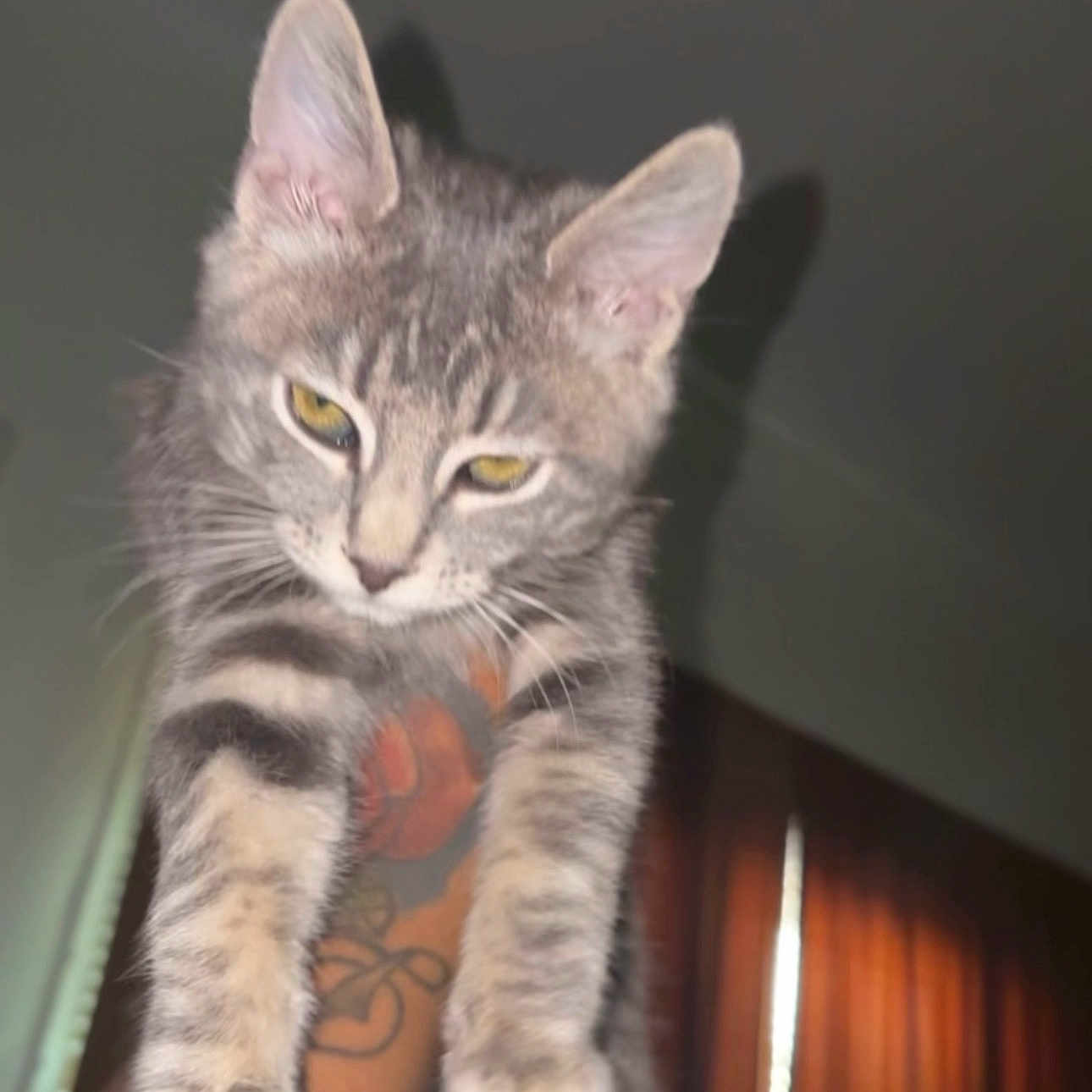 Dyce joined the competition — help win amazing prizes! animal, arm, cat, claws, close_up, curtains, dim_light, ears, feline, fur, gray_tabby, indoor, kitten, looking_down, paw, pet, portrait, shadow, tattoo, whiskers