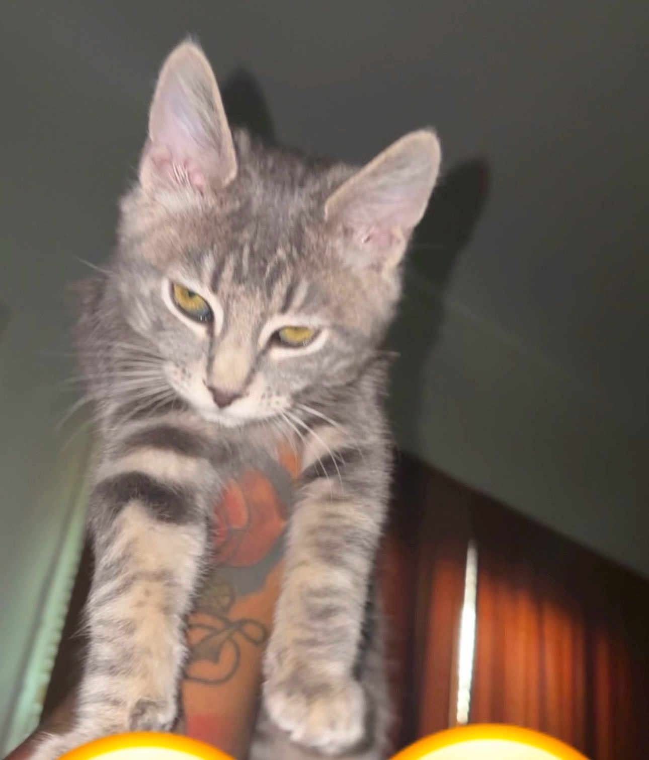 Dyce joined the competition — help win amazing prizes! cat, kitten, gray_tabby, tattoo, arm, indoor, pet, animal, feline, fur, whiskers, ears, claws, paw, close_up, portrait, looking_down, curtains, shadow, dim_light