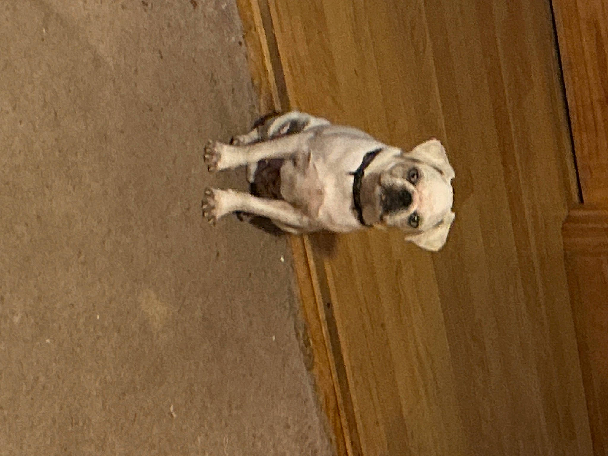 Baylor is registered to the contest to win money with this photo: beige, canidae, carnivore, collar, companion_dog, dog, dog_breed, dog_collar, fawn, flooring, hardwood, non_sporting_group, pet_supply, snout, sporting_group, tail, toy_dog, wood, working_animal, wrinkle