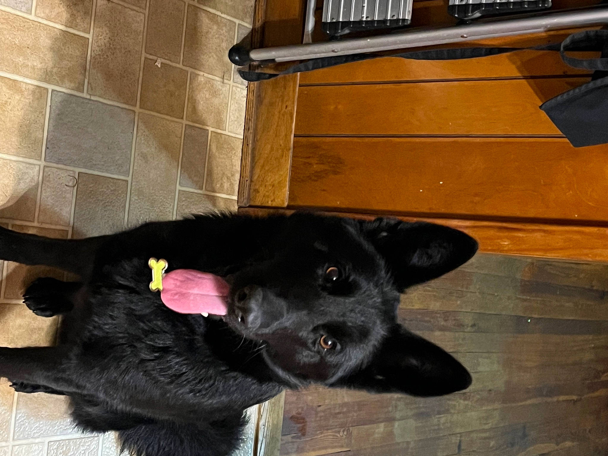 Marley is registered to the contest to win money with this photo: art, borador, canidae, carnivore, companion_dog, dog, dog_breed, felidae, flooring, foot, fur, hardwood, non_sporting_group, small_to_medium_sized_cats, snout, sporting_group, tail, whiskers, wood, working_animal