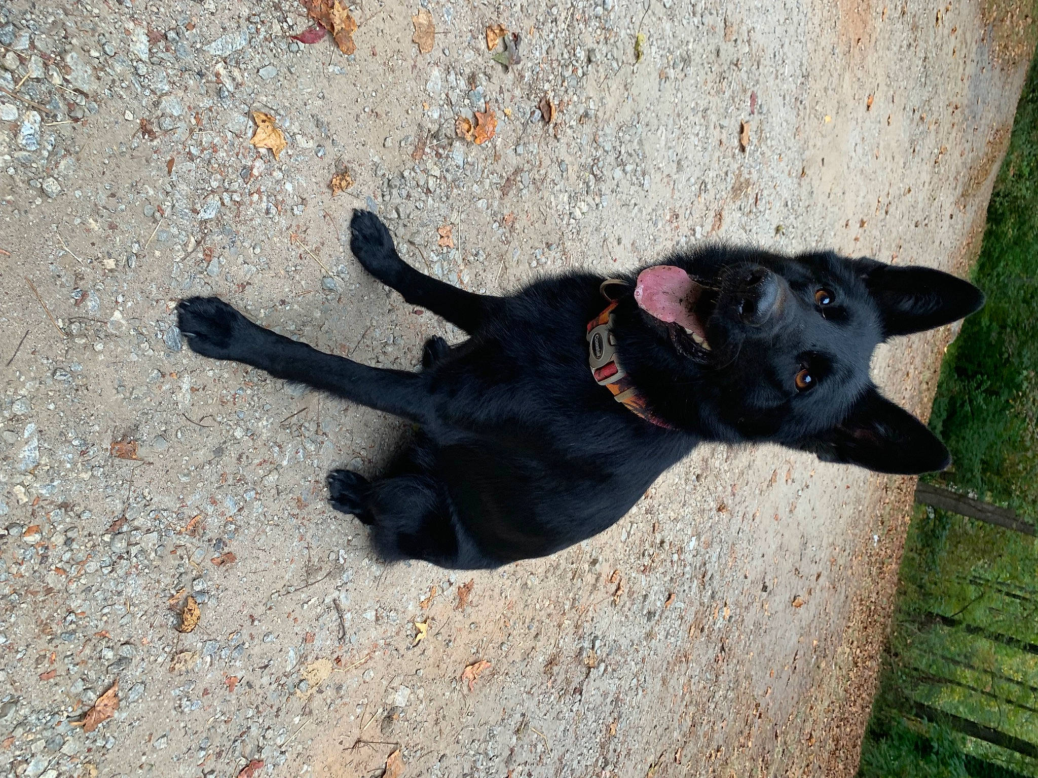 Marley is registered to the contest to win money with this photo: asphalt, black_norwegian_elkhound, borador, carnivore, collar, companion_dog, dog, dog_breed, dog_collar, grass, leash, plant, road_surface, shadow, soil, sporting_group, tail, whiskers, working_animal, working_dog