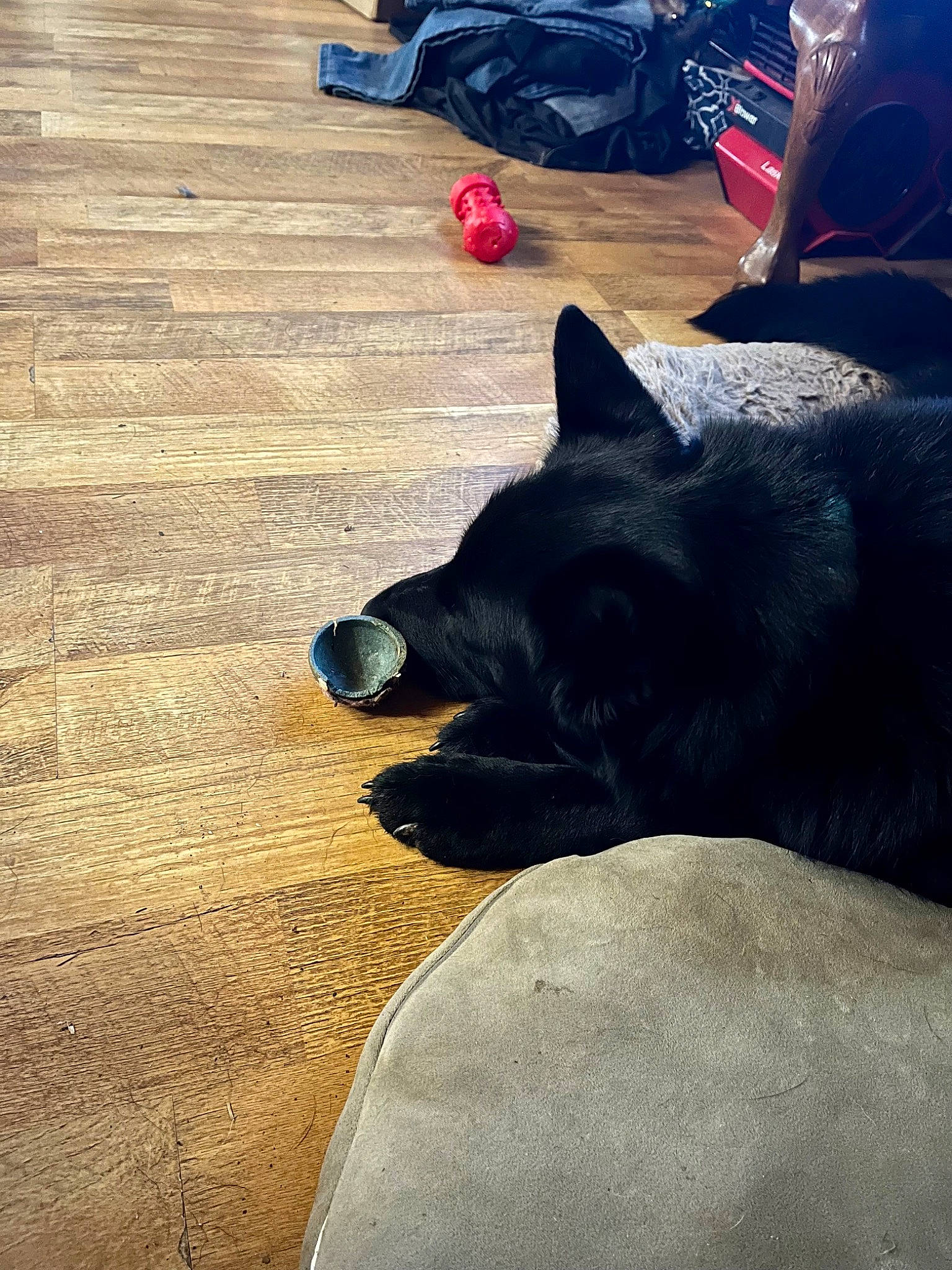 Marley is registered to the contest to win money with this photo: black_cat, carmine, carnivore, cloud, comfort, companion_dog, dog, dog_breed, felidae, flooring, fur, hardwood, human_leg, sky, small_to_medium_sized_cats, snout, tail, tints_and_shades, whiskers, wood