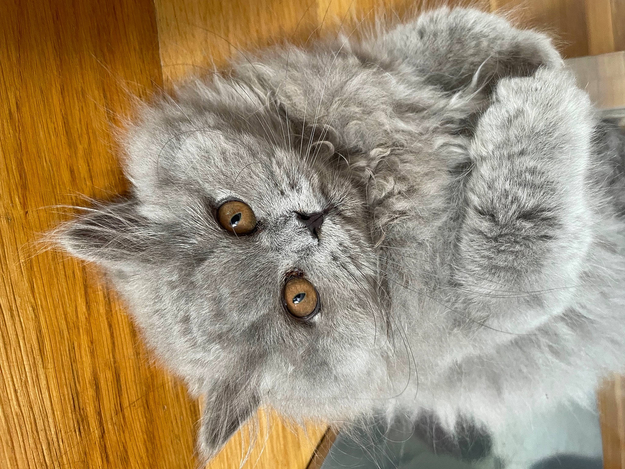 Saphyre a rejoint le concours — aidez-le/la à gagner de superbes lots ! british_longhair, carnivore, cat, domestic_short_haired_cat, event, fawn, felidae, fur, grey, hardwood, small_to_medium_sized_cats, snout, tail, terrestrial_animal, whiskers, wildlife, wood