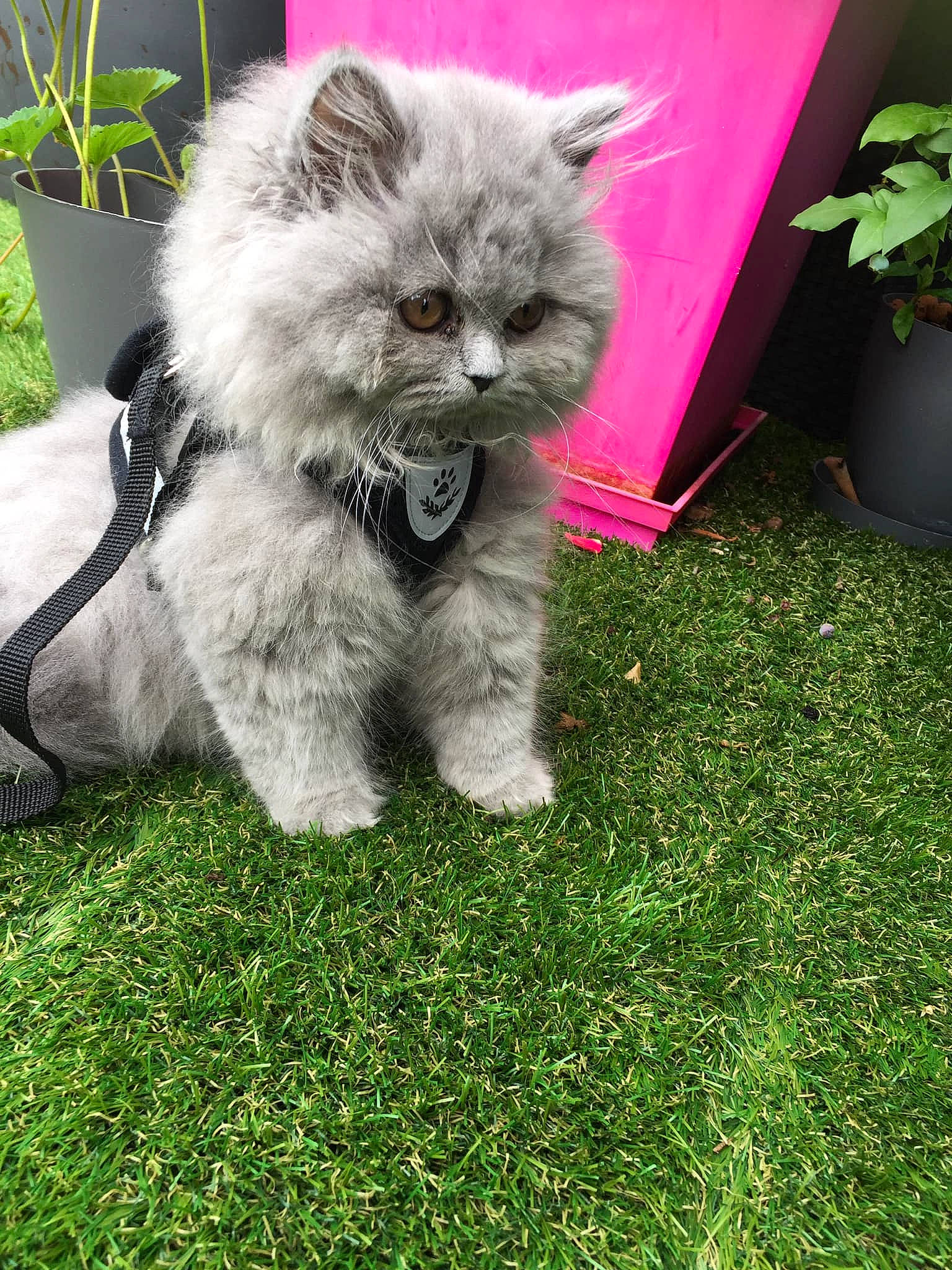 Saphyre participe au concours pour gagner de l'argent avec cette photo : british_longhair, canidae, carnivore, cat, companion_dog, dog_breed, fawn, felidae, fur, grass, green, groundcover, lawn, plant, small_to_medium_sized_cats, snout, sporting_group, tail, terrestrial_animal, whiskers